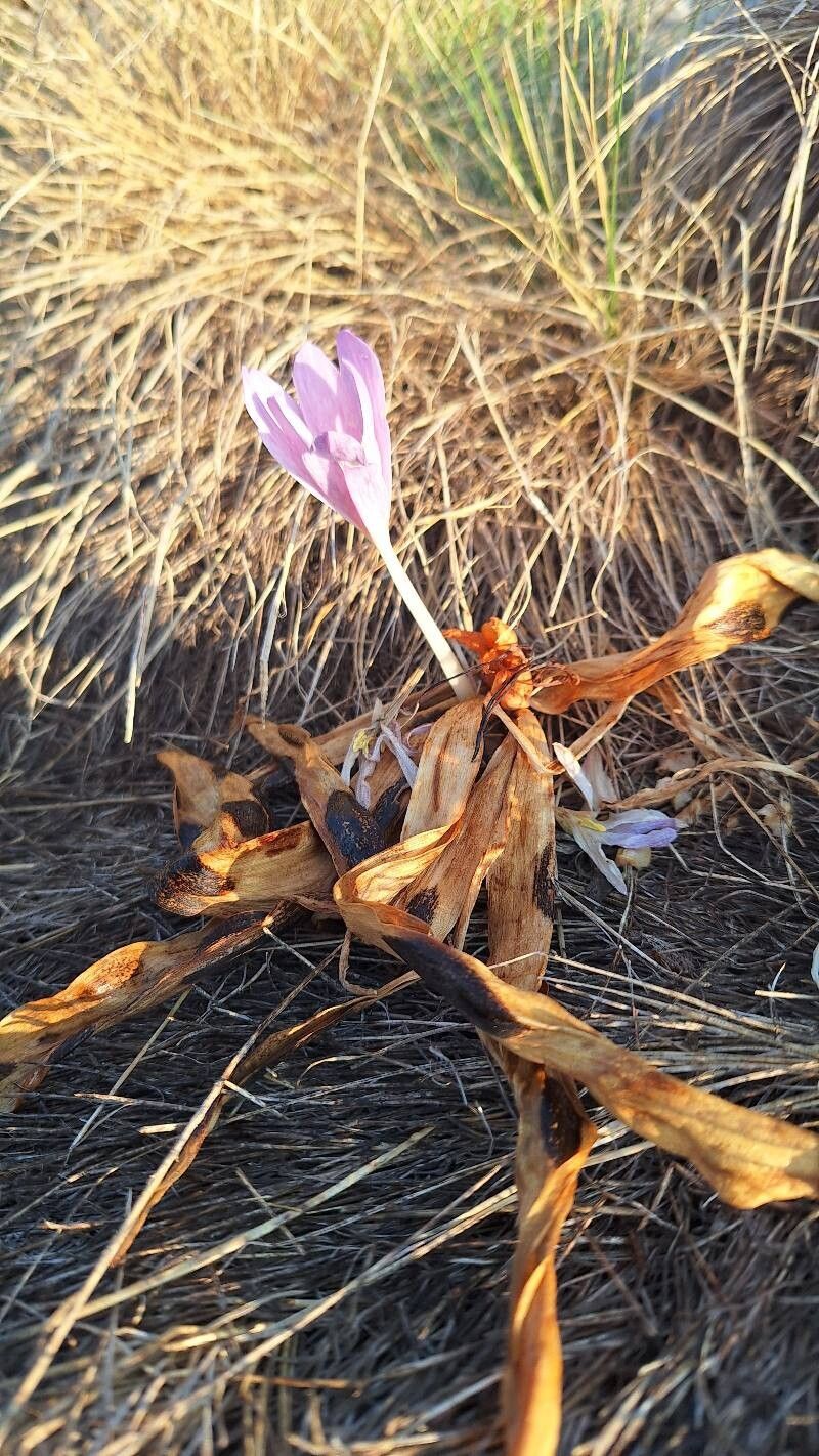 Colchicum parnassicum — houseplant care guide