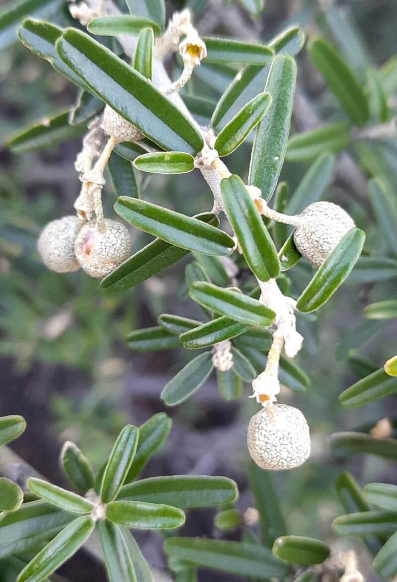Morisonia atamisquea fruit