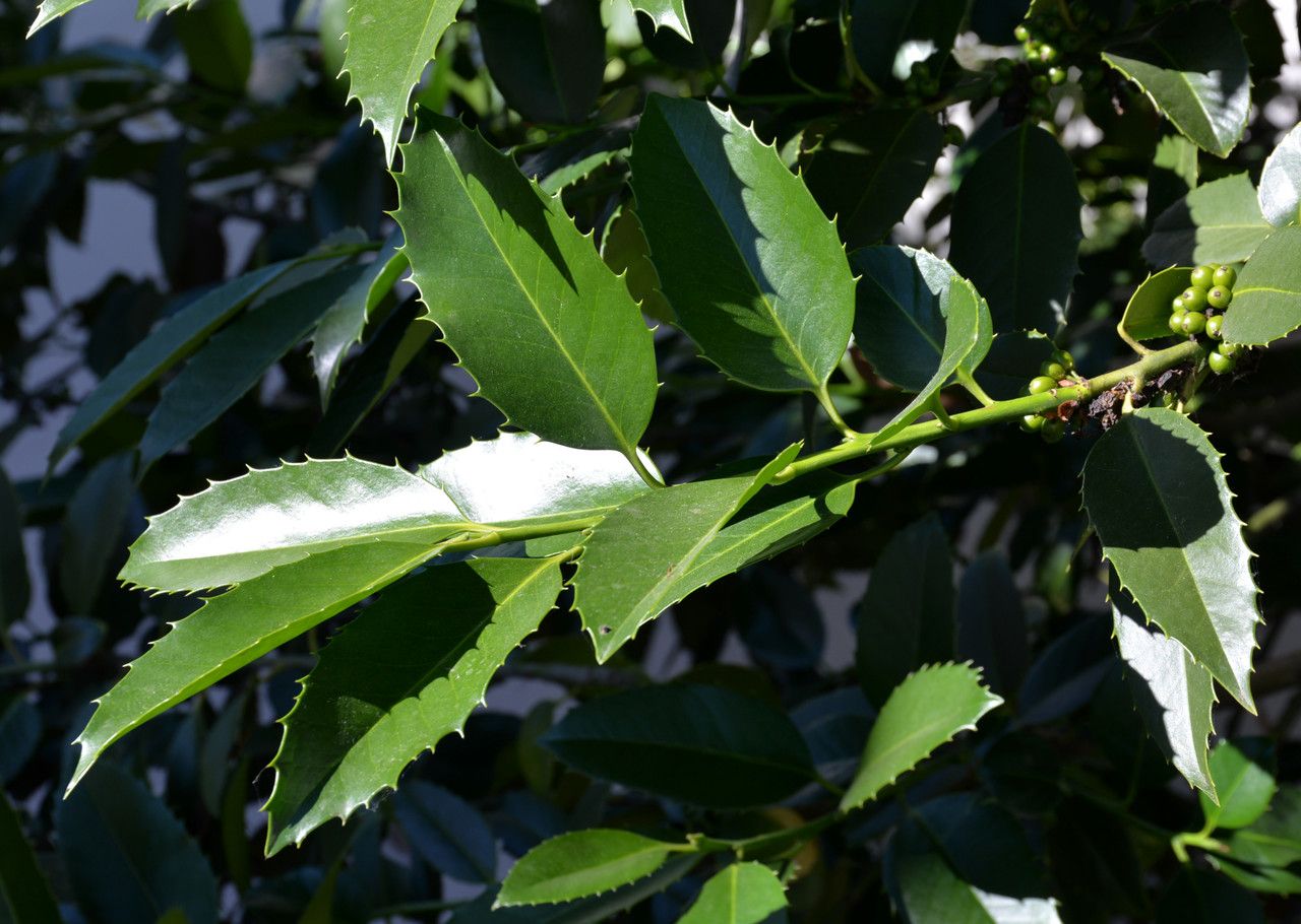 Ilex dipyrena — search result for 'Ilex'