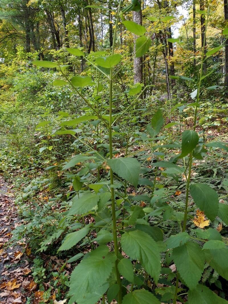 Scrophularia marilandica — search result for 'Scrophularia'