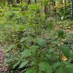 Scrophularia marilandica