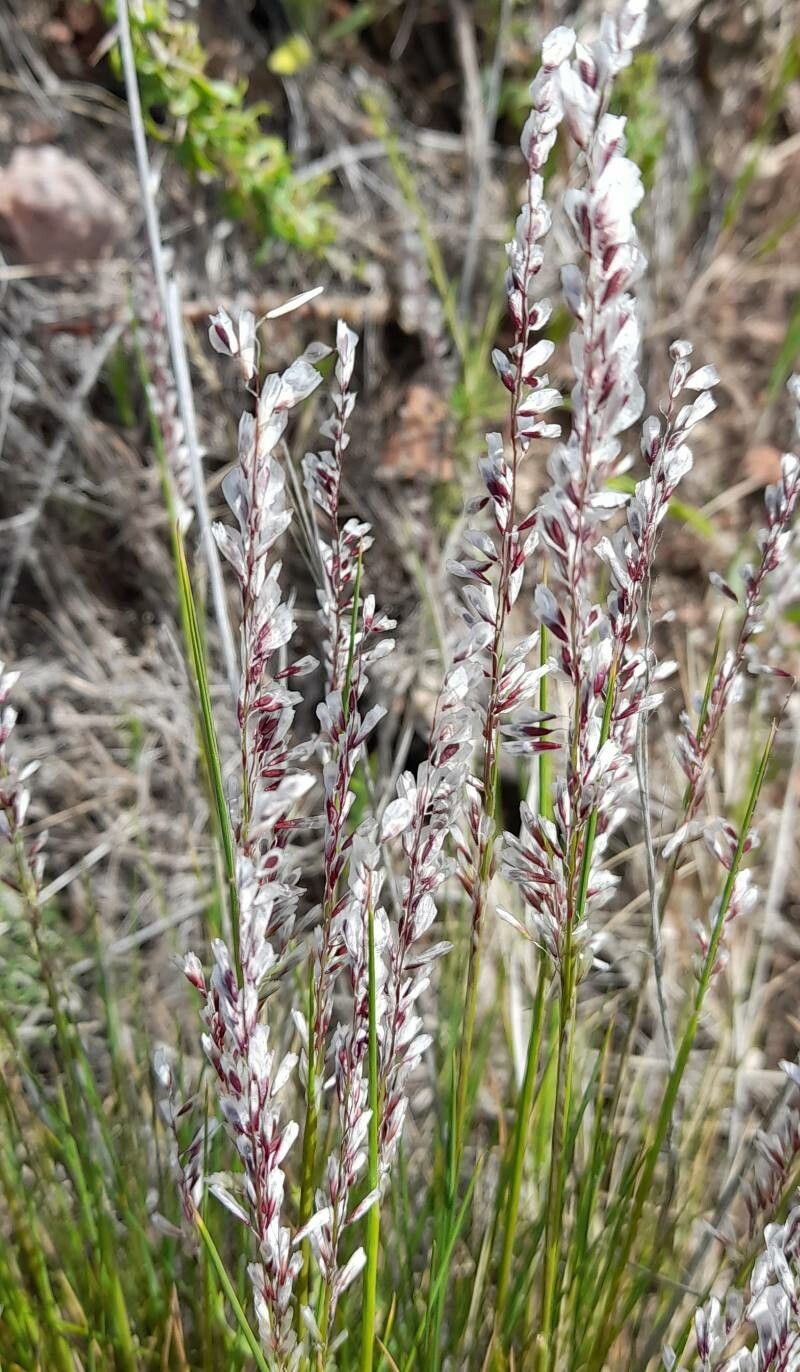 Melica bonariensis — related species from the same genus