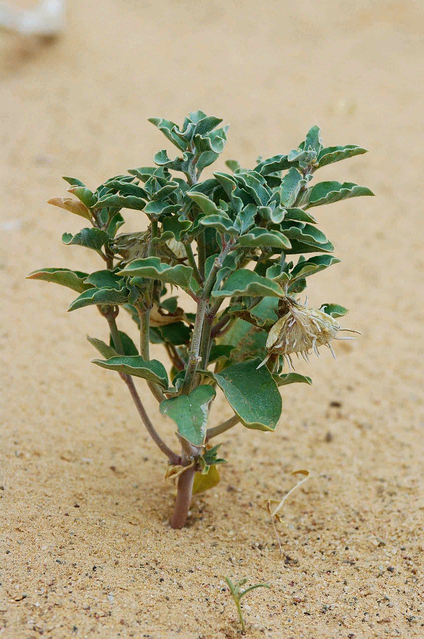 Cynanchum boveanum habit