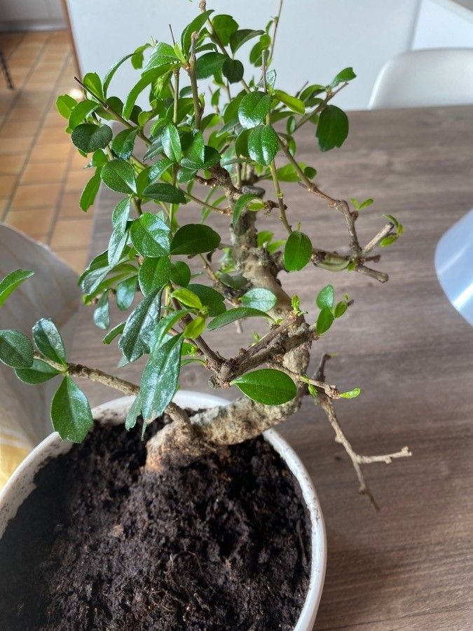 Carmona retusa flower