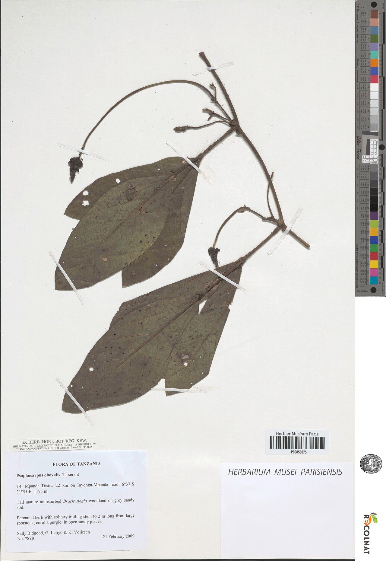 Psophocarpus obovalis — related species from the same genus