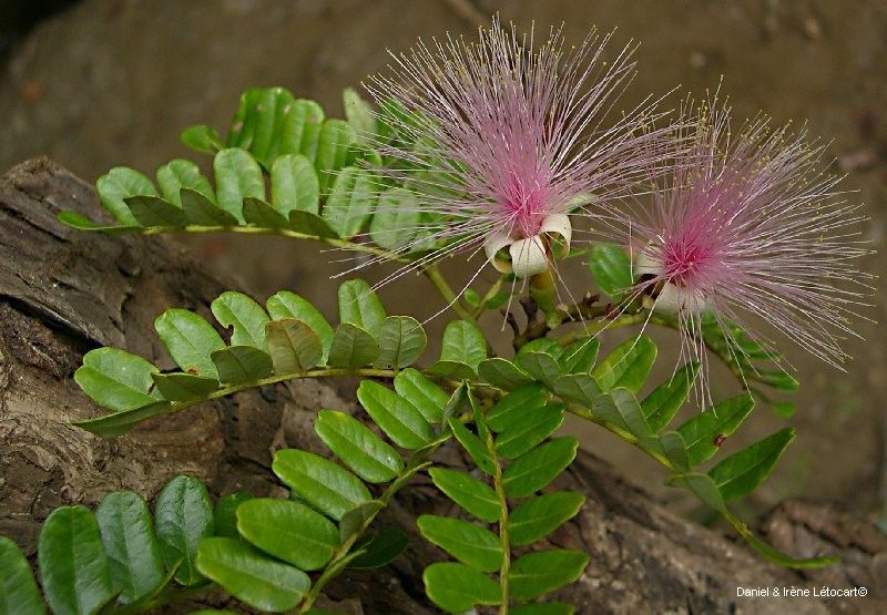 Serianthes margaretiae fruit