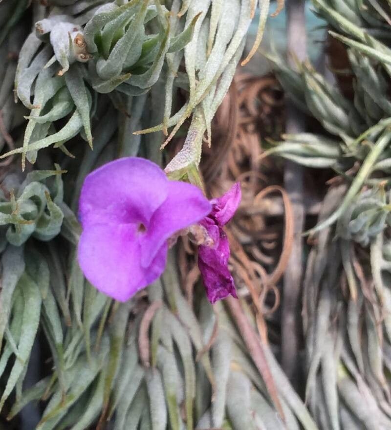 Tillandsia kirschnekii — houseplant care guide