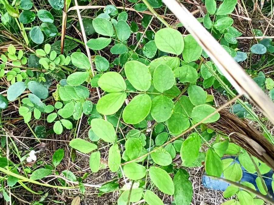 Mimosa ceratonia leaf