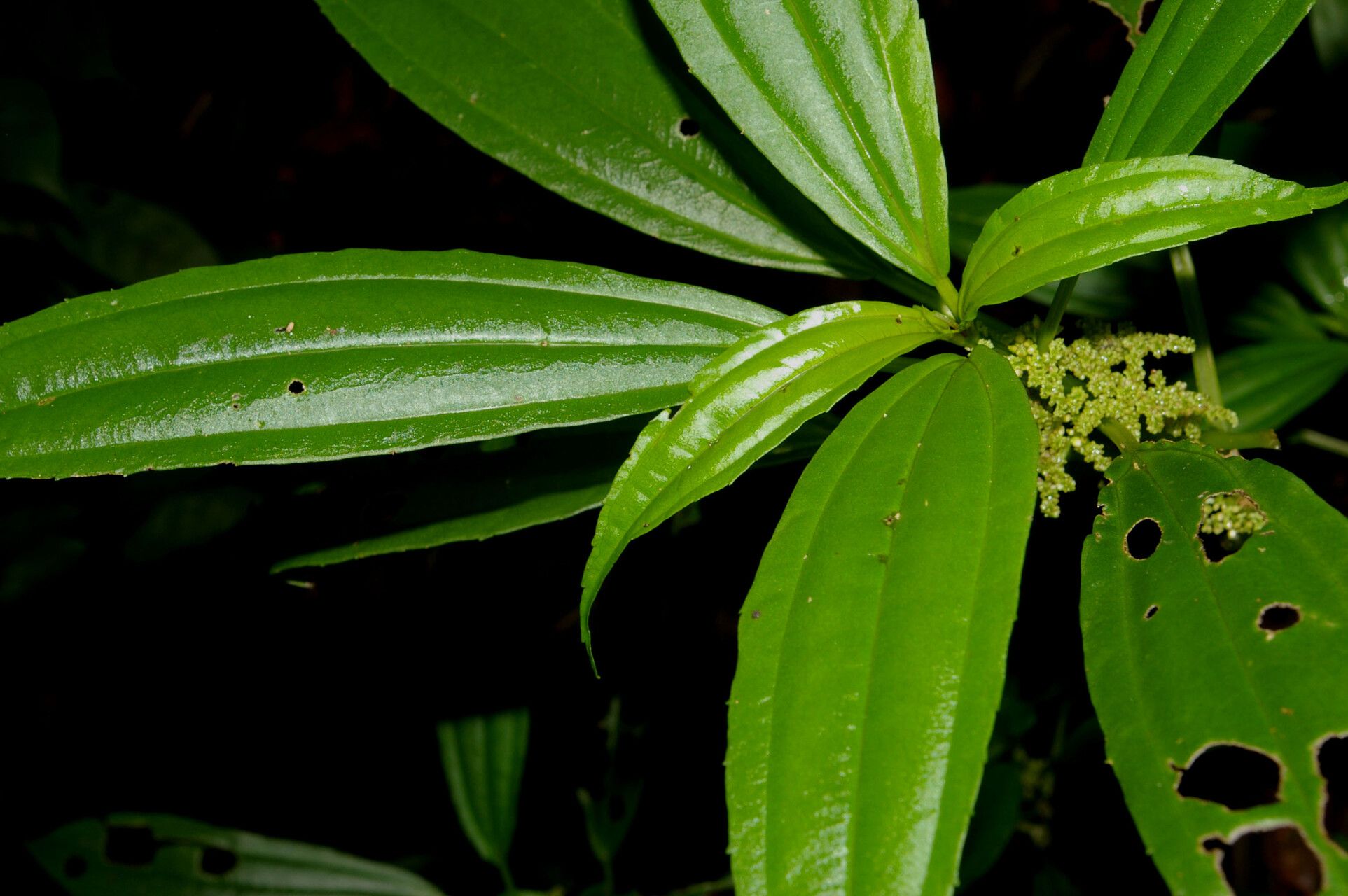 Pilea glabra — search result for 'Pilea'