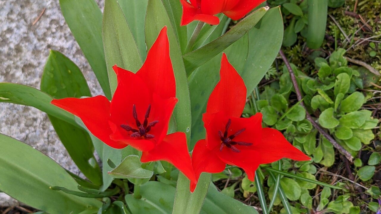 Tulipa praestans flower