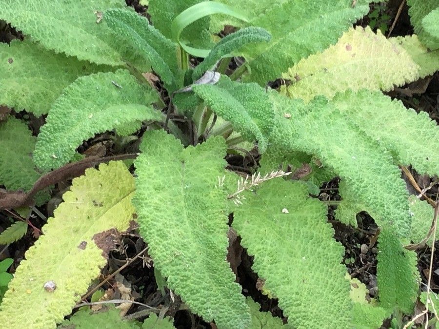 Salvia spathacea — search result for 'Salvia'