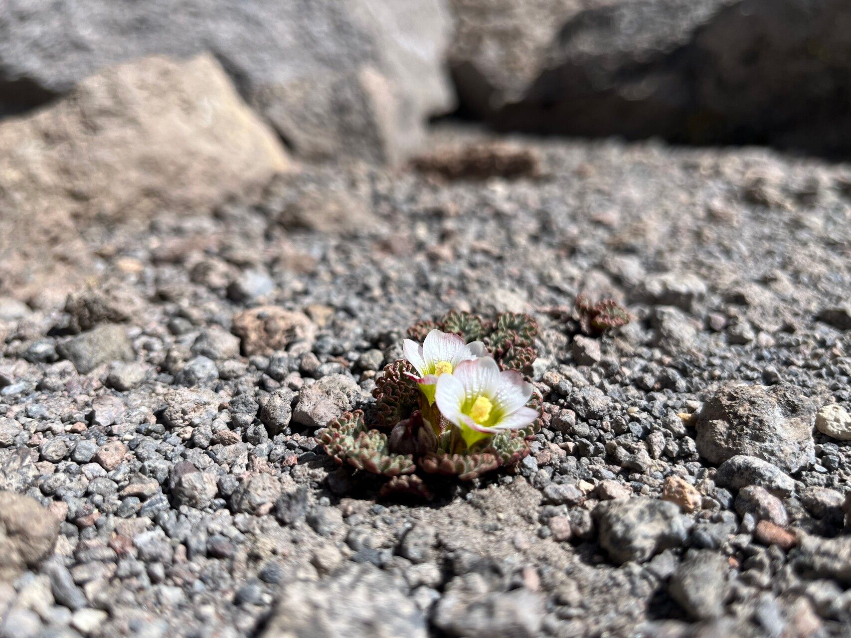 Nototriche pellicea habit