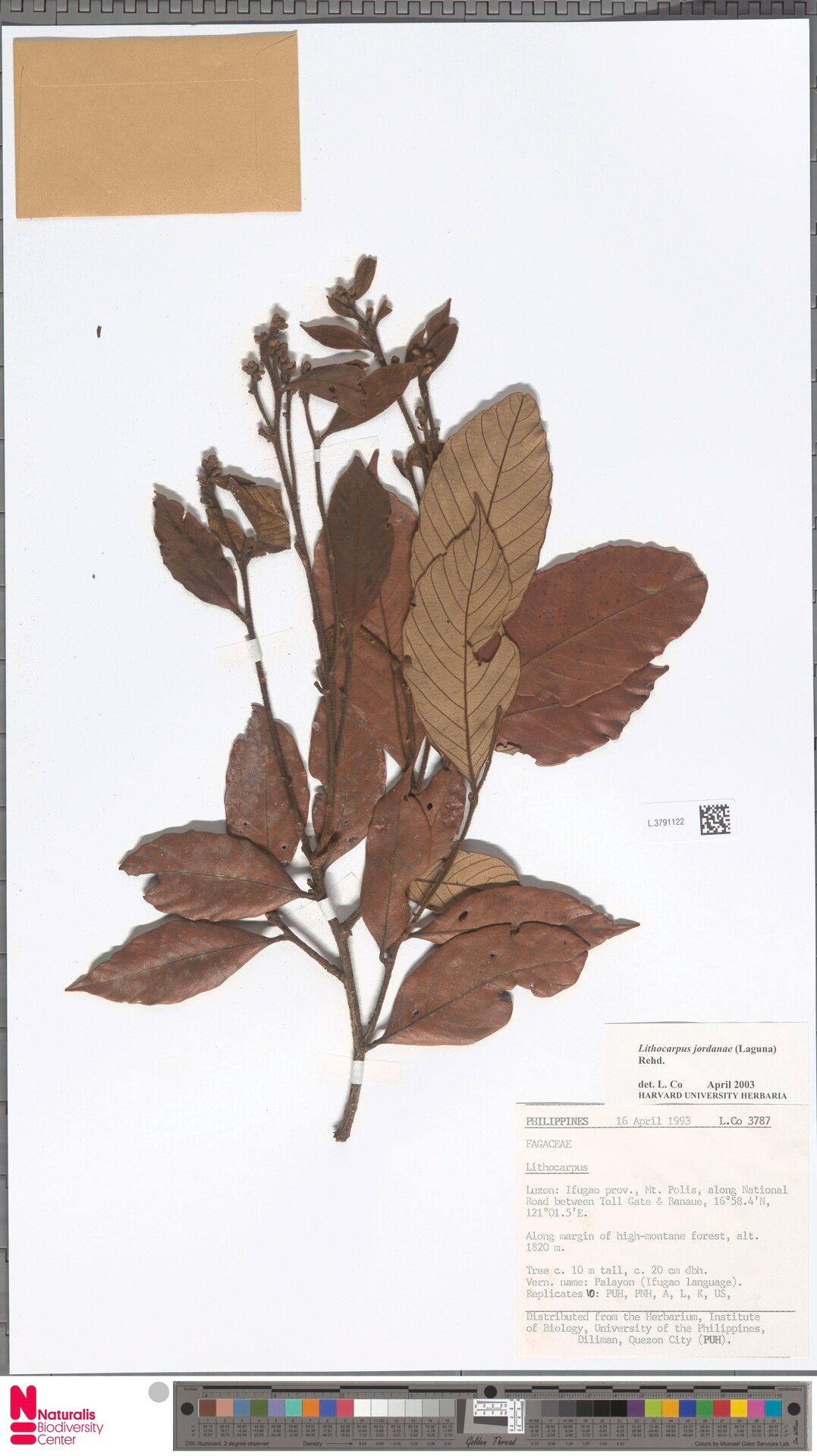 Lithocarpus jordanae — search result for 'Lithocarpus'