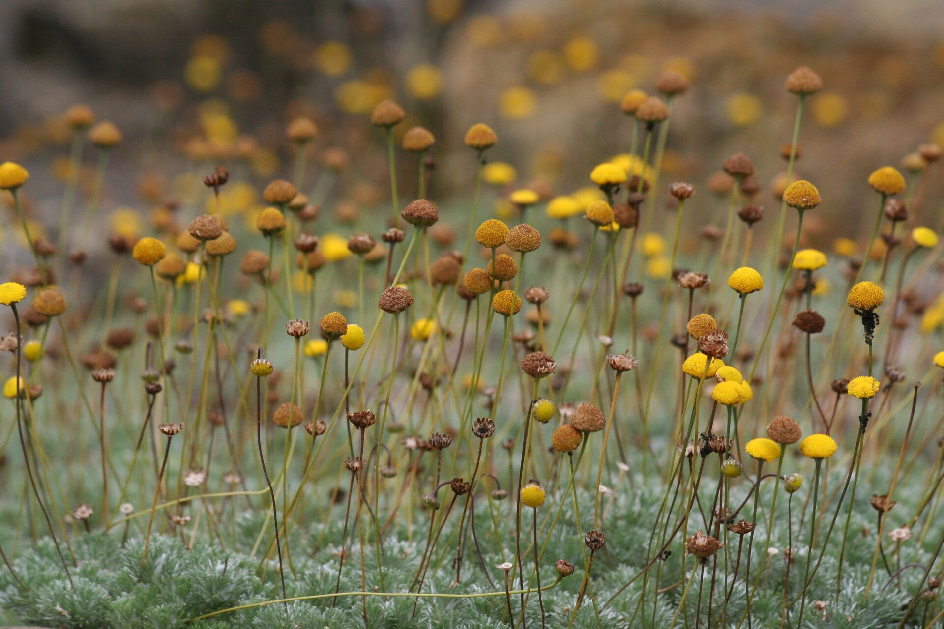 Cotula sericea flower