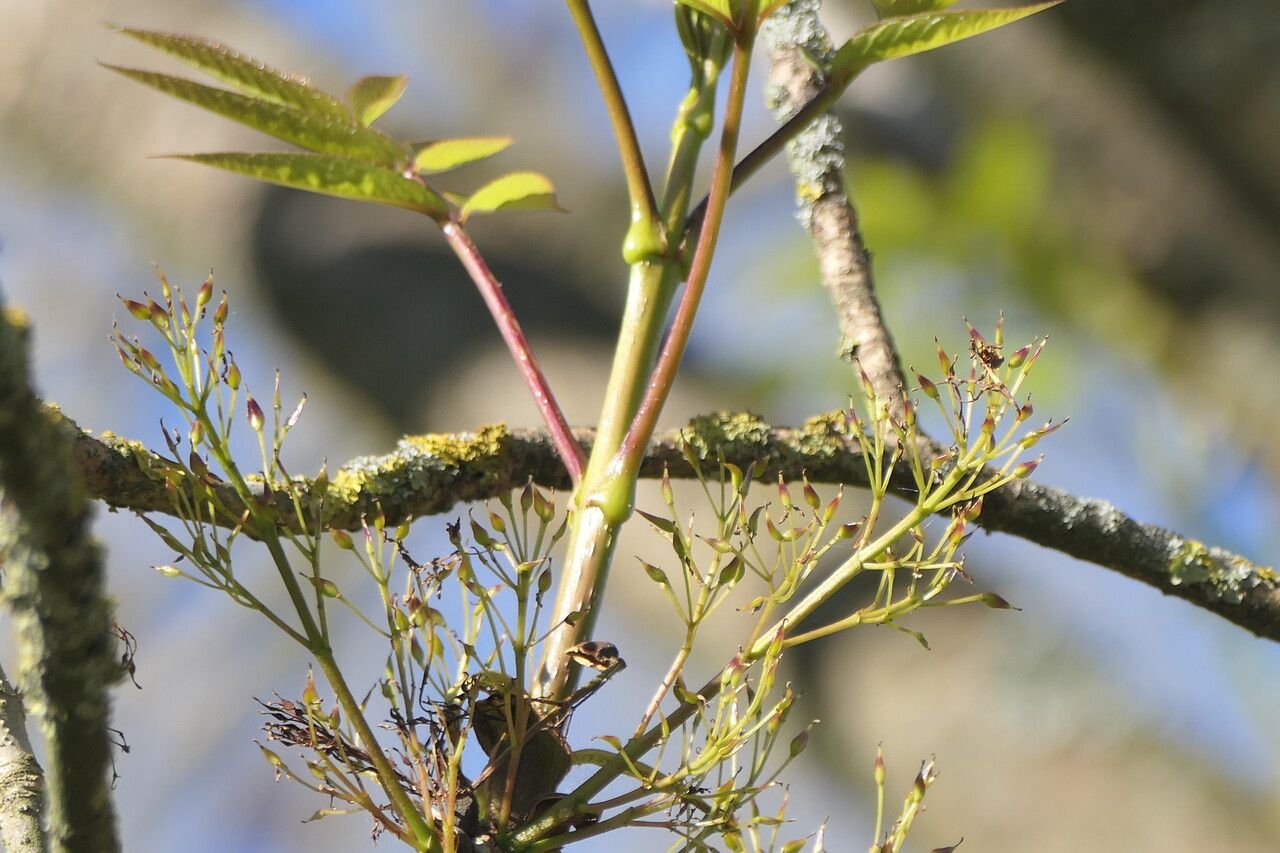 Fraxinus platypoda flower