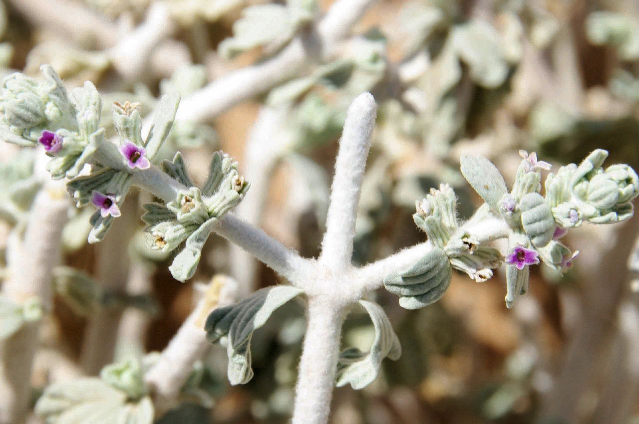 Marrubium deserti flower