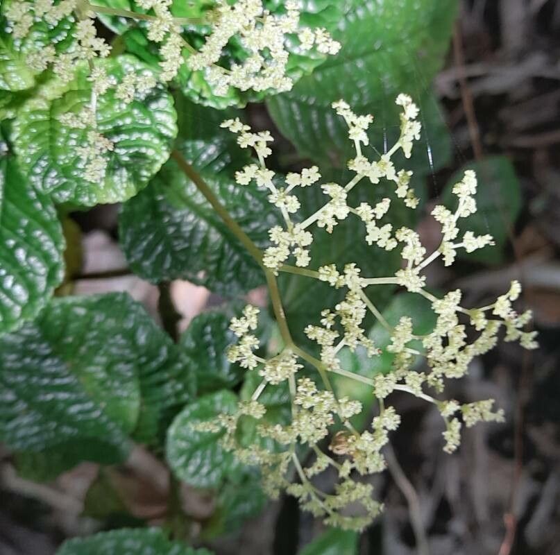 Pilea inaequalis flower