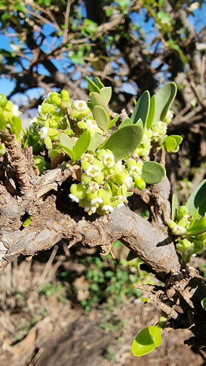 Pyrostria phyllanthoidea flower