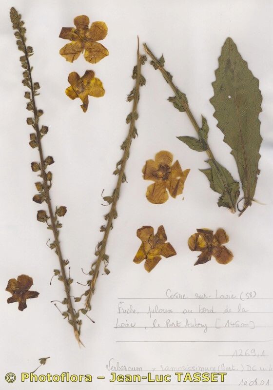 Verbascum × bastardii — search result for 'Verbascum'