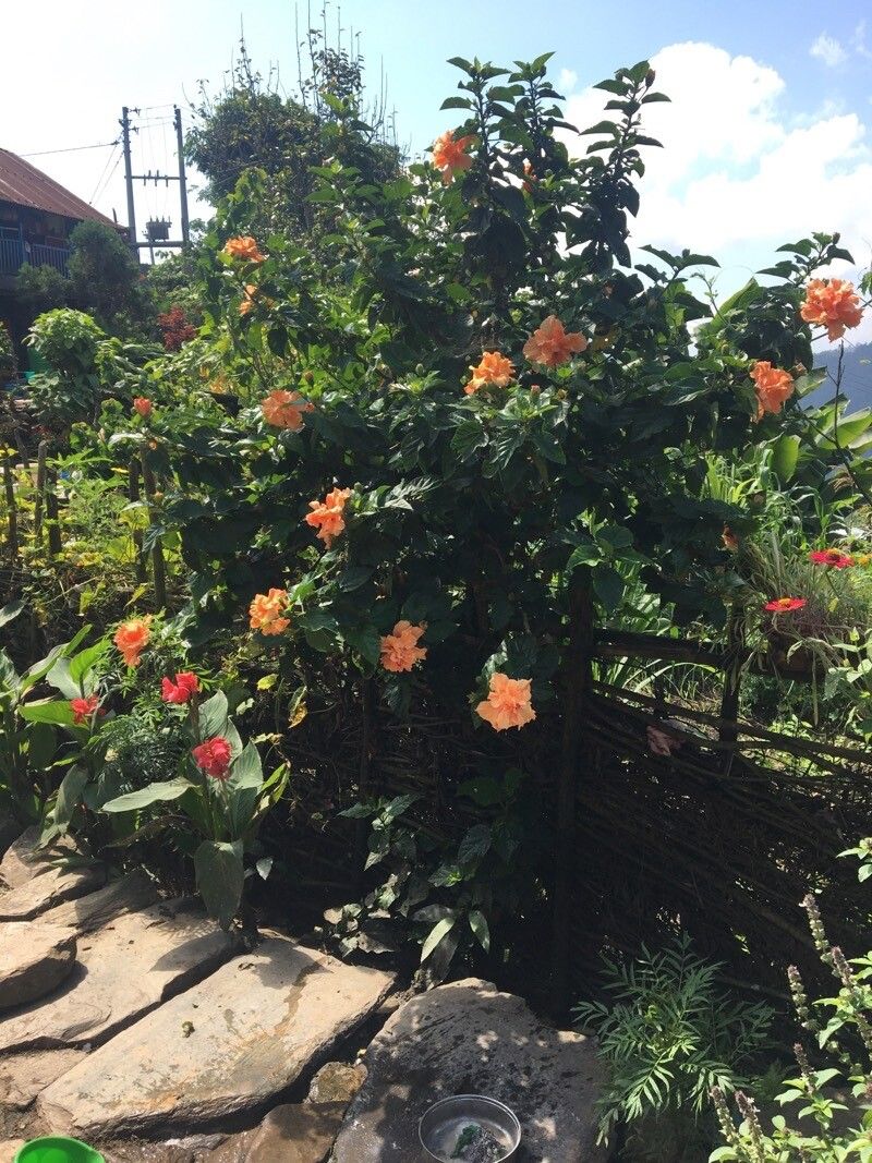 Hibiscus spp. habit