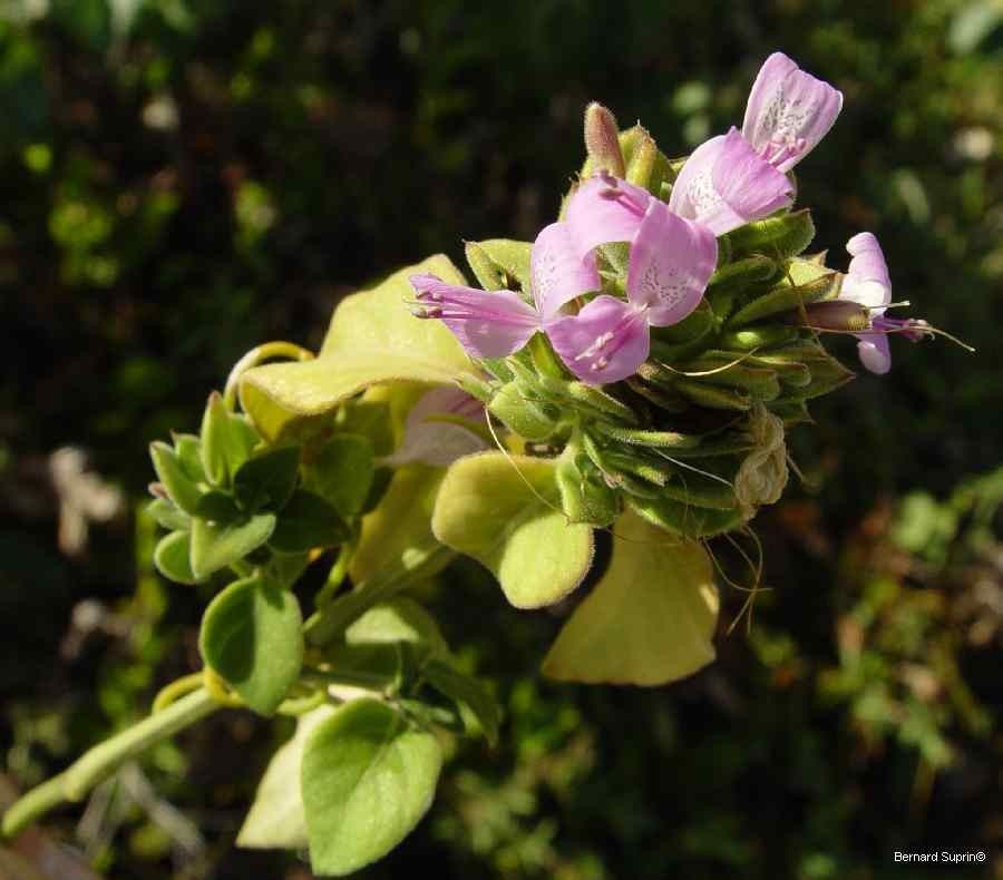Dicliptera caerulea — houseplant care guide