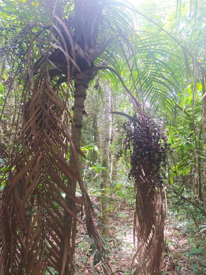 Raphia taedigera — search result for 'Arecaceae'