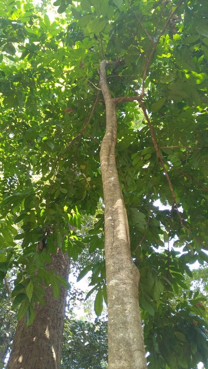 Heynea trijuga — search result for 'Meliaceae'