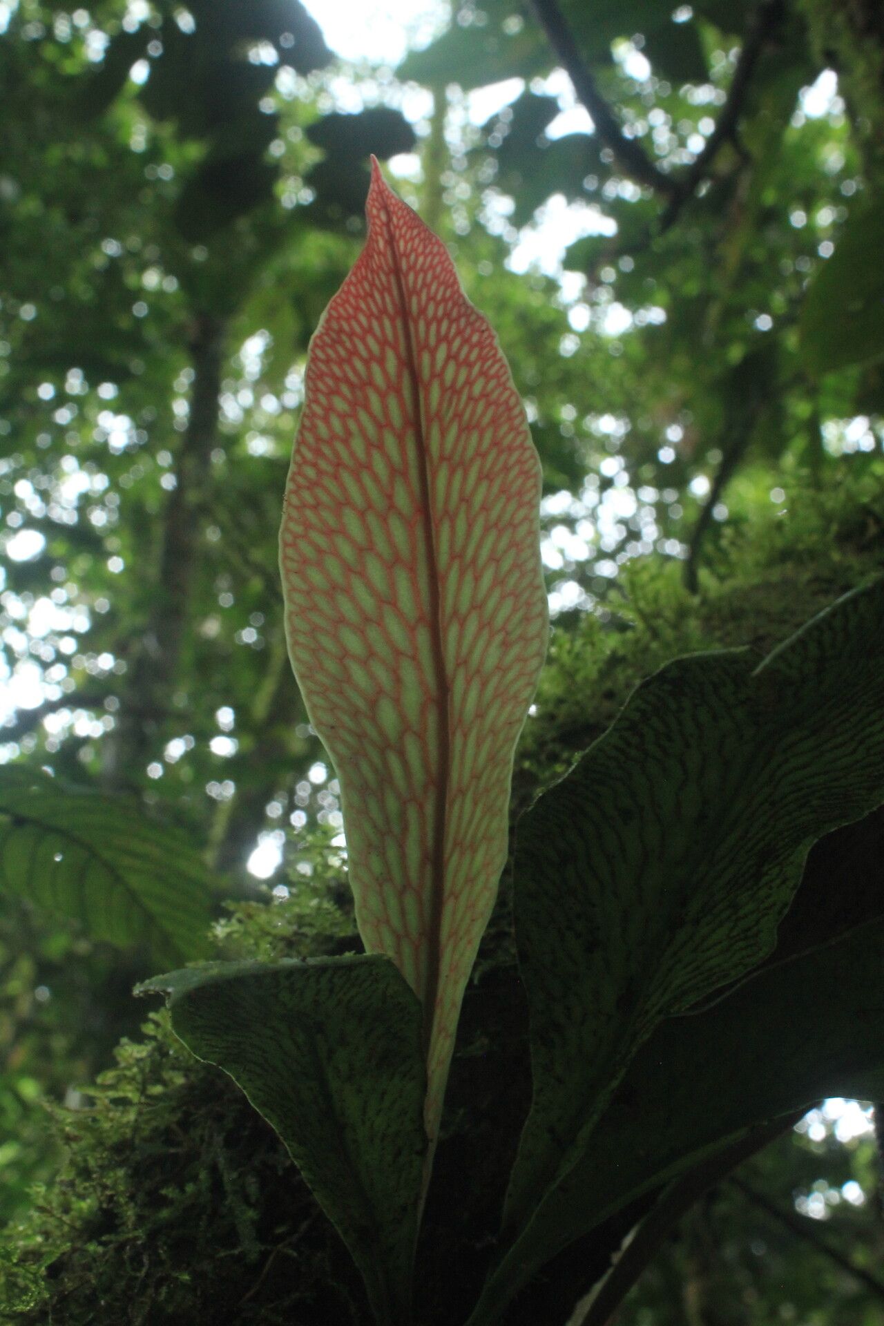 Polytaenium guayanense — related species from the same genus