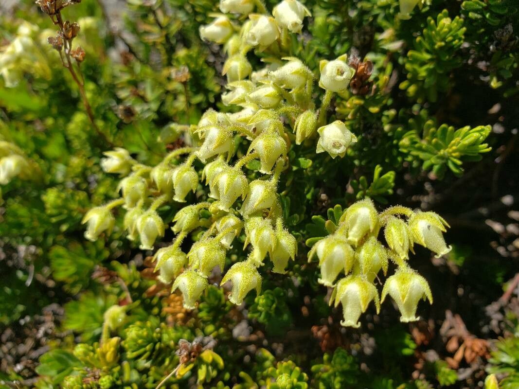 Phyllodoce glanduliflora flower