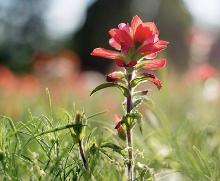 Castilleja indivisa flower