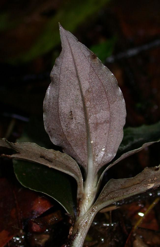 Microchilus tridax leaf