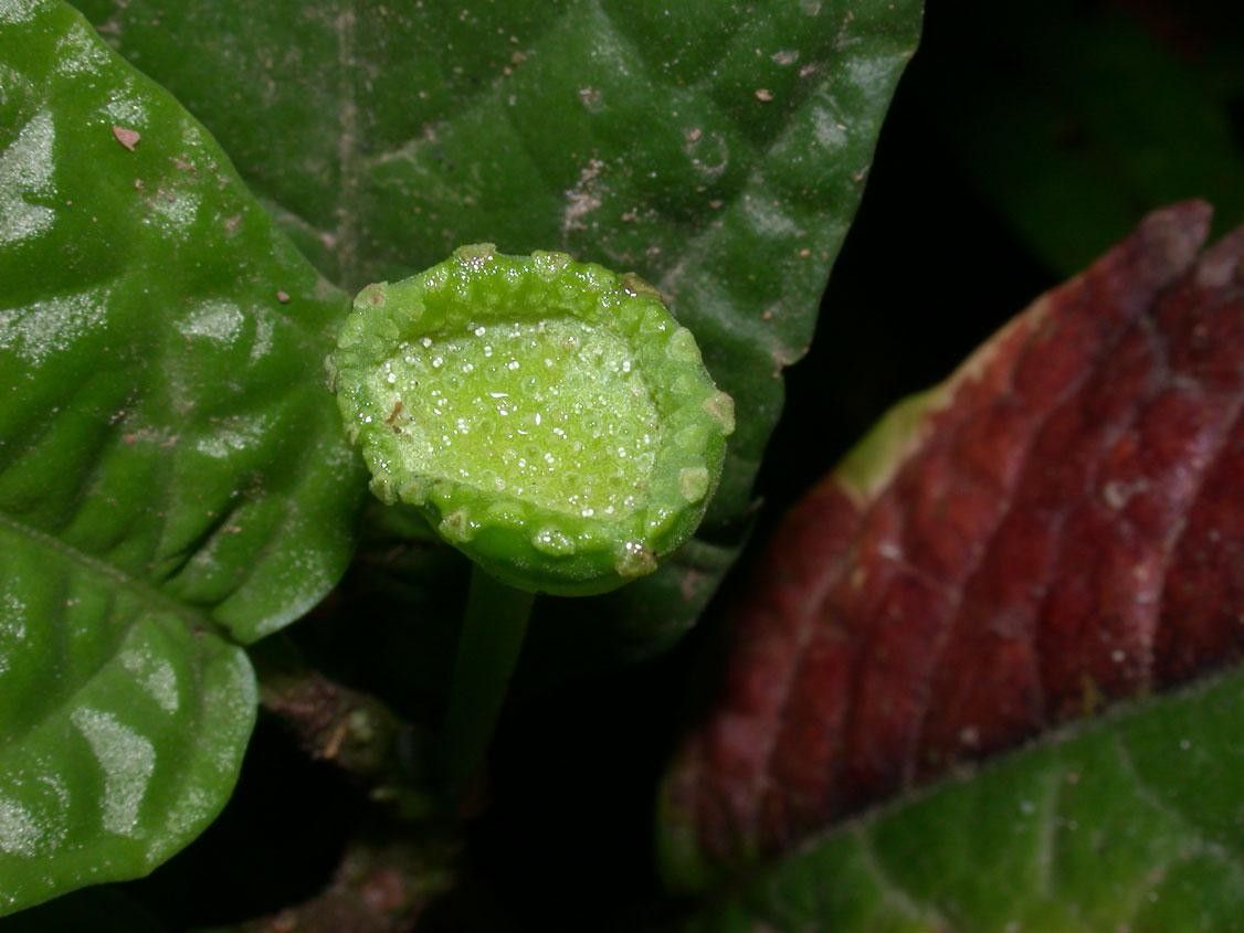 Dorstenia choconiana fruit