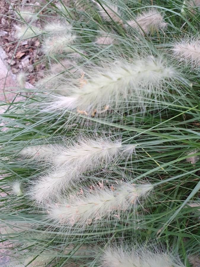 Cenchrus longisetus flower