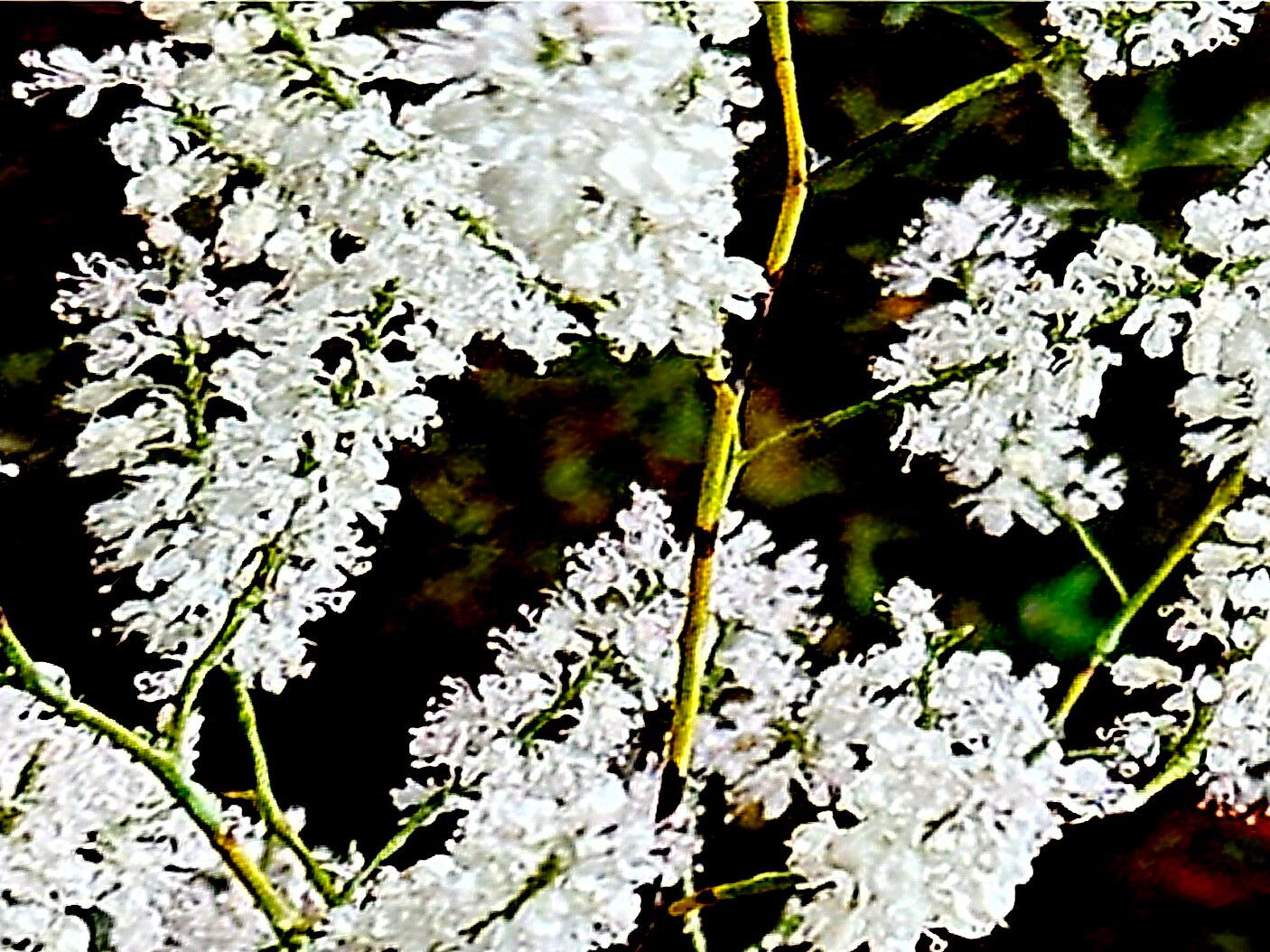 Polygonum serotinum — houseplant care guide