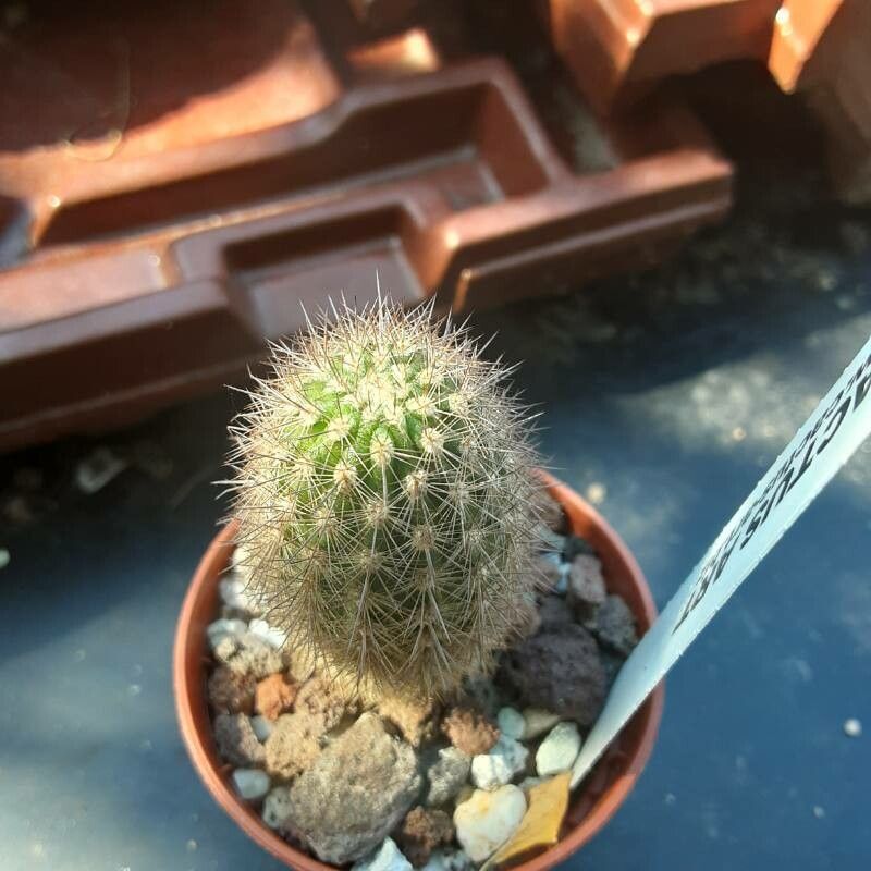 Oreocereus hempelianus leaf