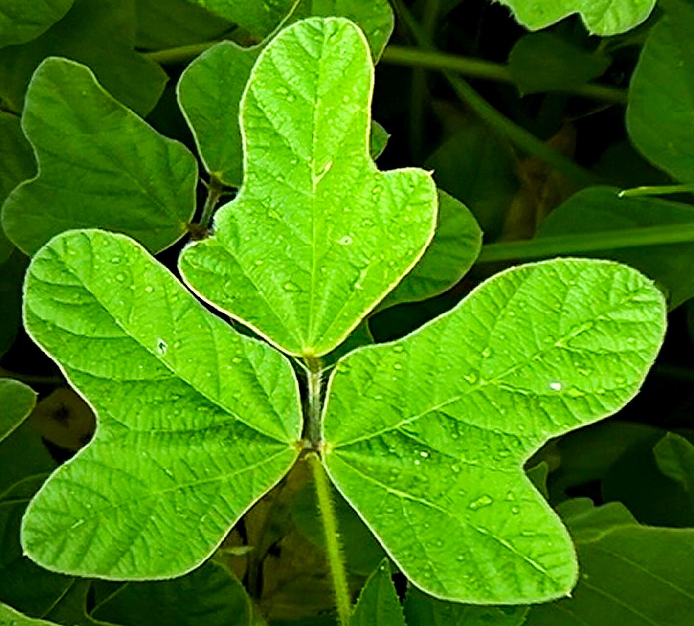 Macroptilium bracteatum — related species from the same genus