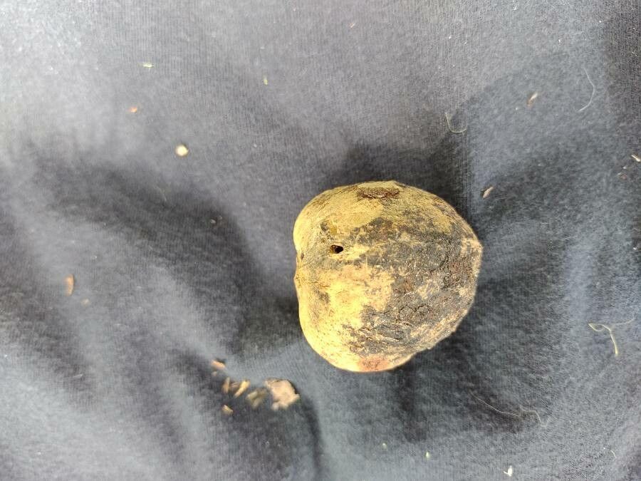 Joannesia princeps fruit