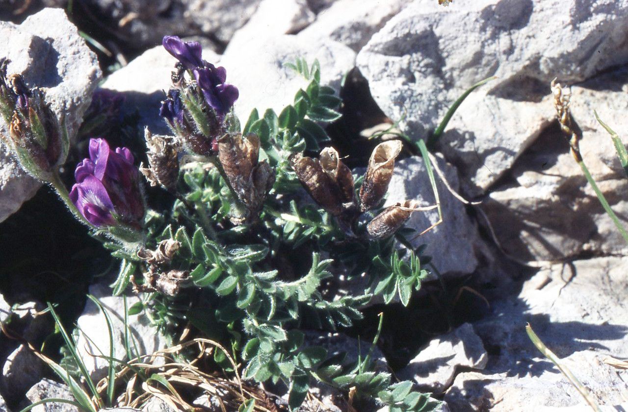 Oxytropis foucaudii fruit