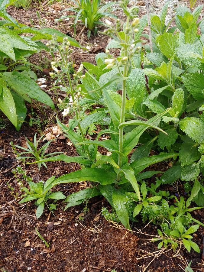 Penstemon pallidus habit