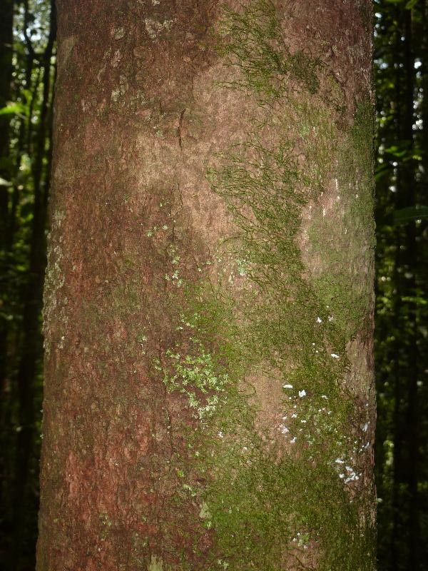Lecythis confertiflora bark