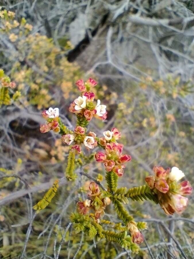 Micromyrtus ciliata flower