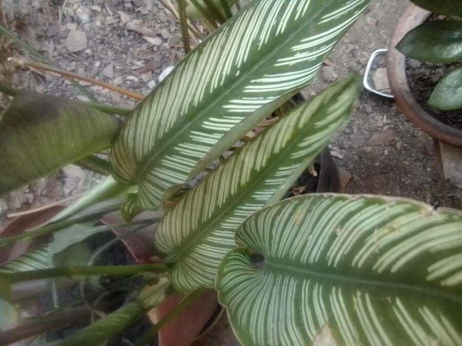 Calathea majestica leaf