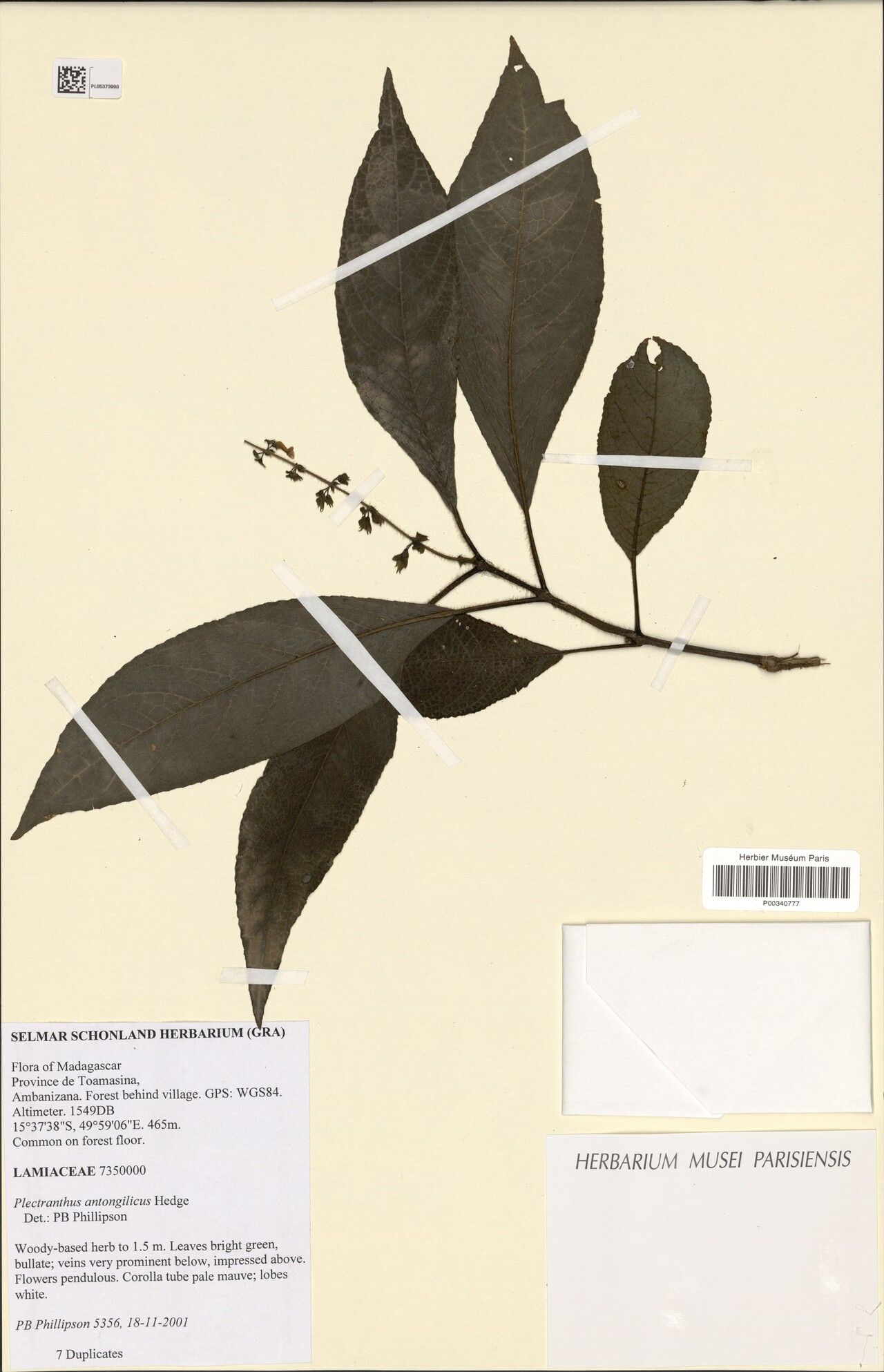 Plectranthus antongilicus