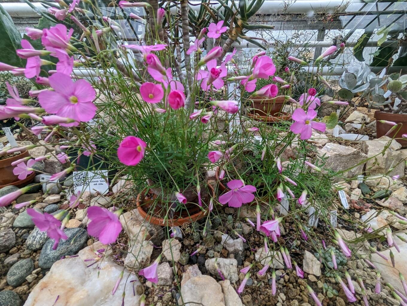 Oxalis stellata habit