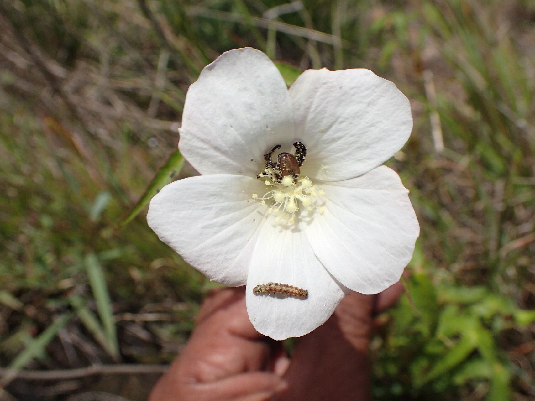 Hibiscus stenophyllus flower