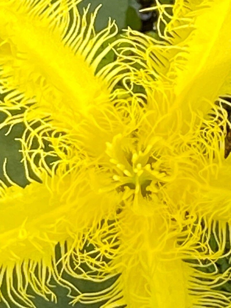 Nymphoides thunbergiana flower