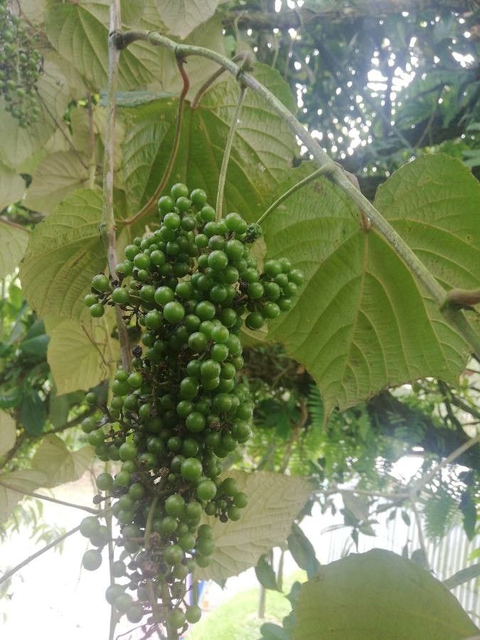 Vitis tiliifolia fruit