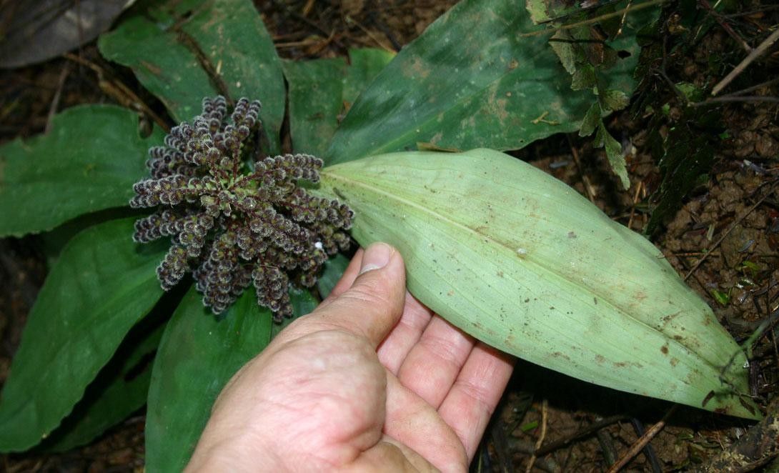 Floscopa robusta other