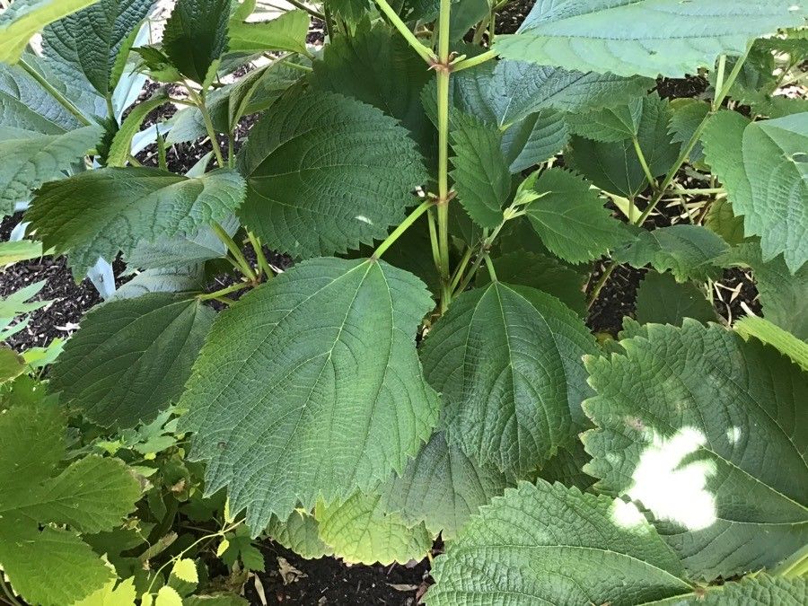 Boehmeria nivea leaf