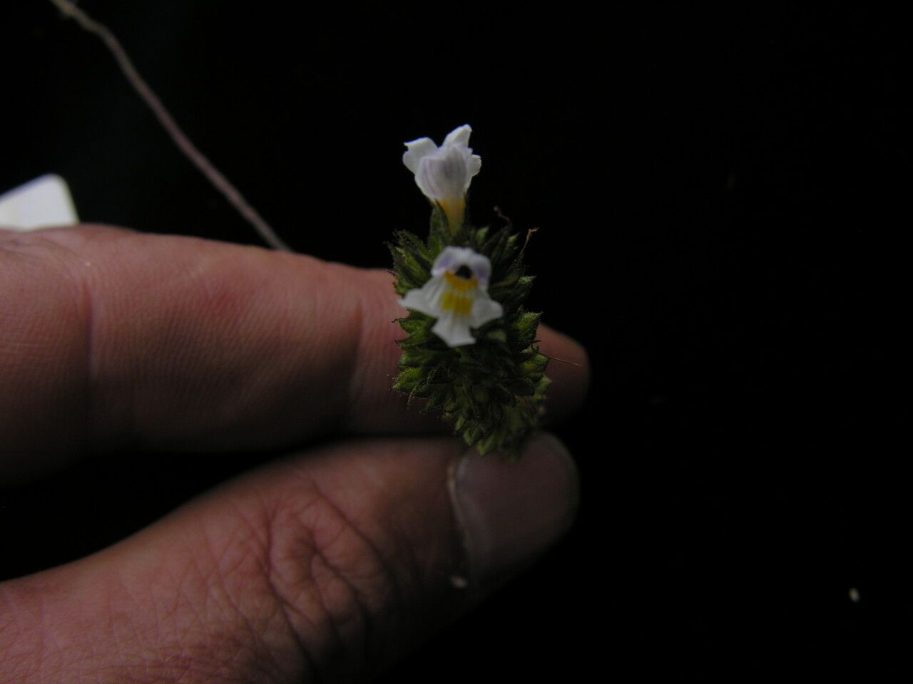 Euphrasia himalayica other
